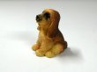 画像4: 子犬 (4)