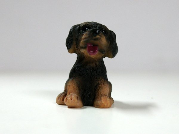 画像1: 子犬 (1)