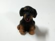 画像2: 子犬 (2)