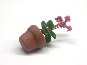 画像5: シクラメン (Cyclamen) 　鉢植え