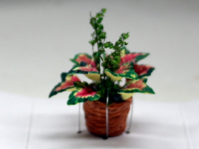画像1: 鉢植え"ポインセチア"