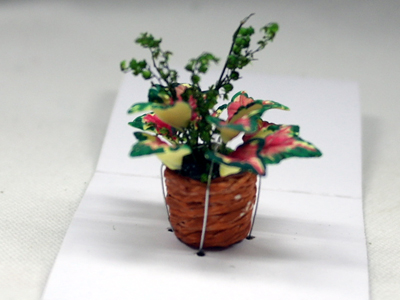画像2: 鉢植え"ポインセチア"