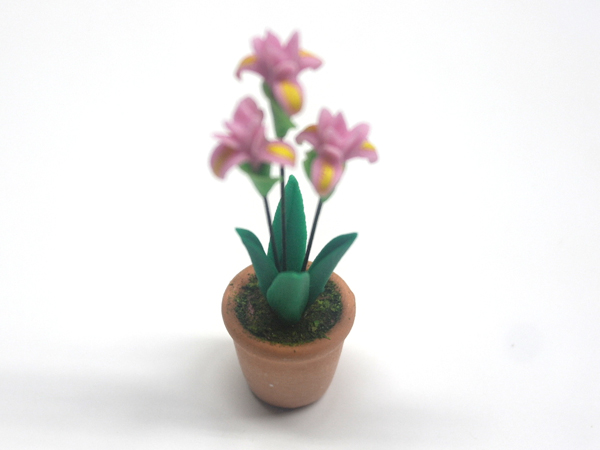 画像4: アヤメ（Irisアイリス）鉢植え